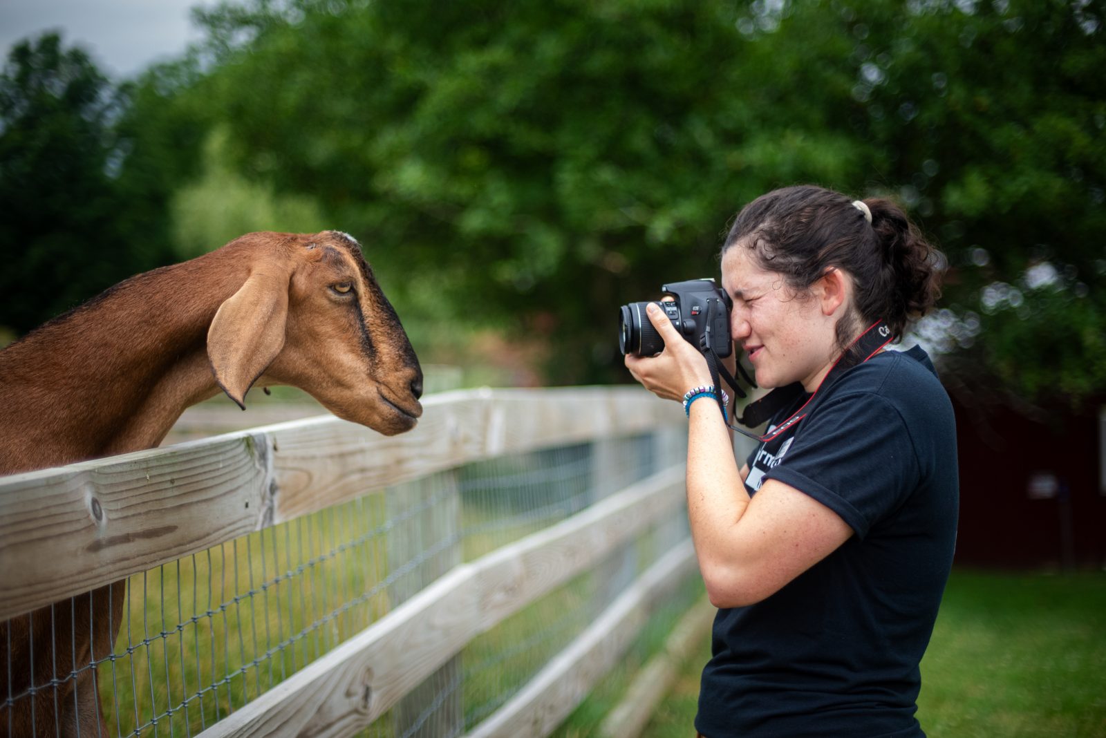 1767668736212_Why Goats Make Interesting Pets 86604719