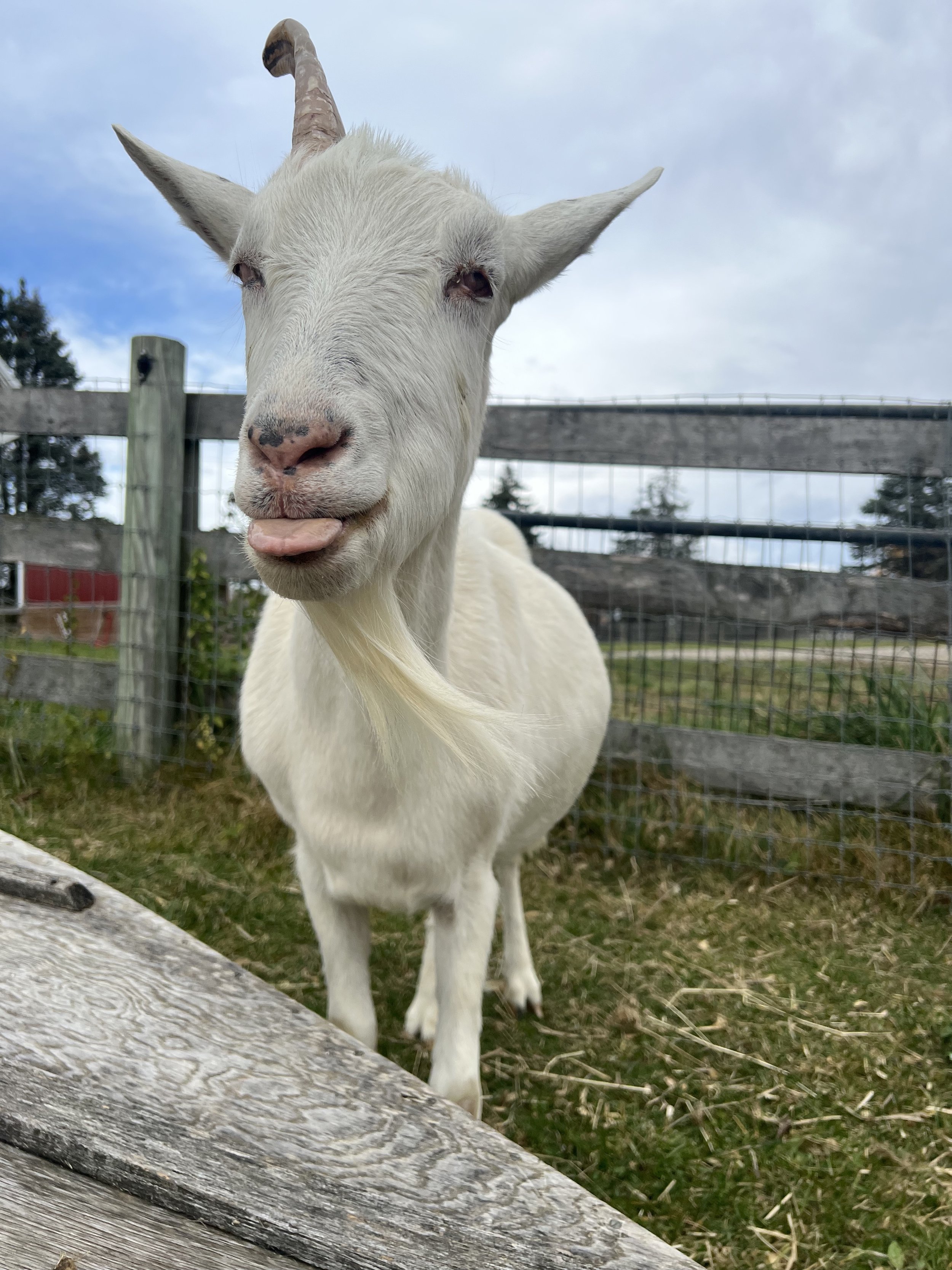 1767668736750_Key Considerations Before Getting a Goat 84884998