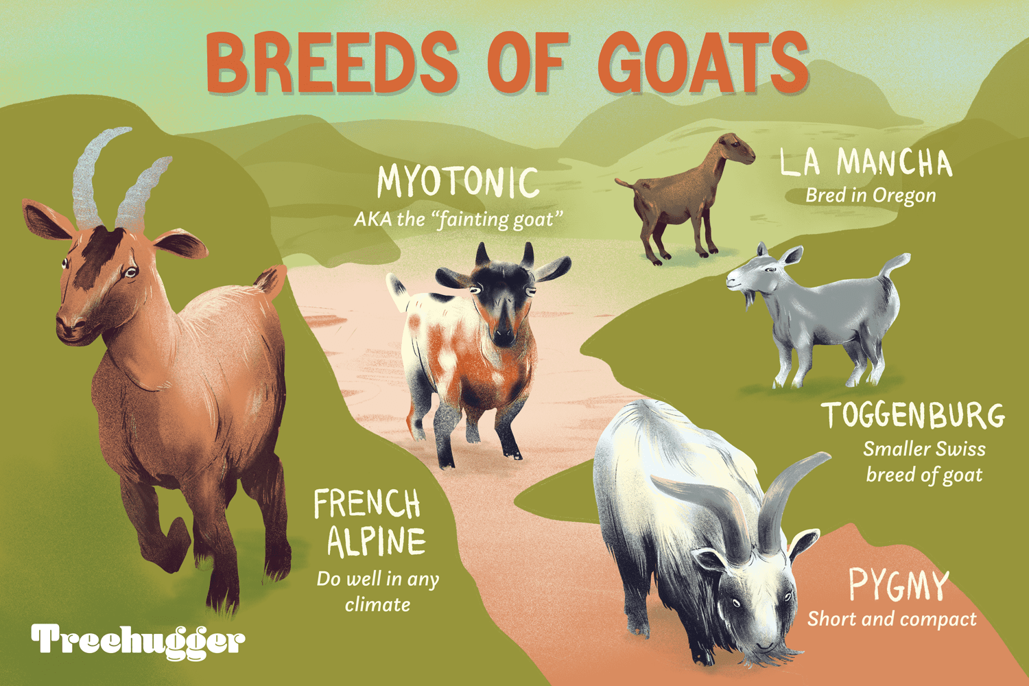 1767668738591_Types of Goats Suited for Pets 35757867