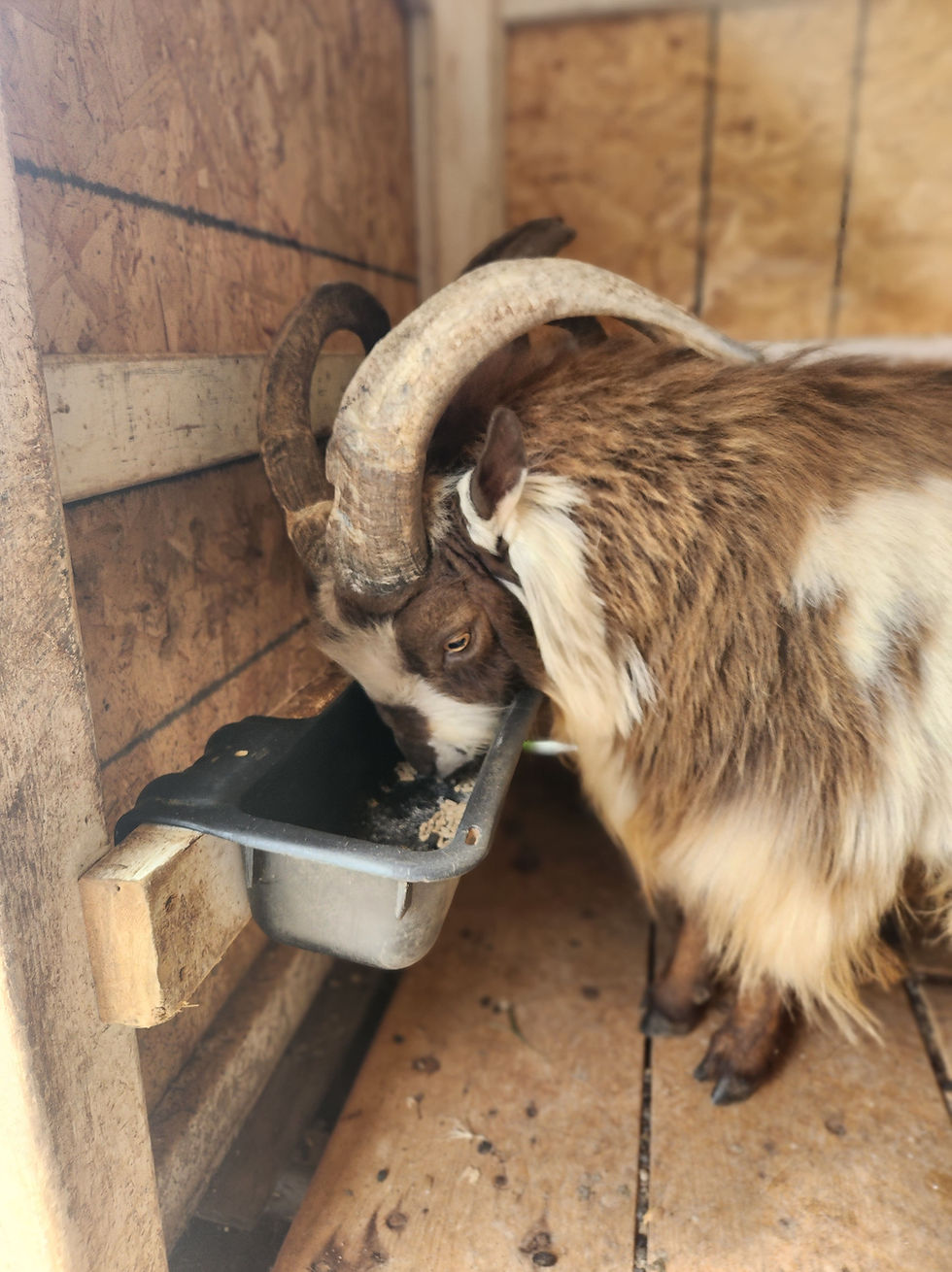 1767668739615_Essential Equipment and Setup for Goats 36397440