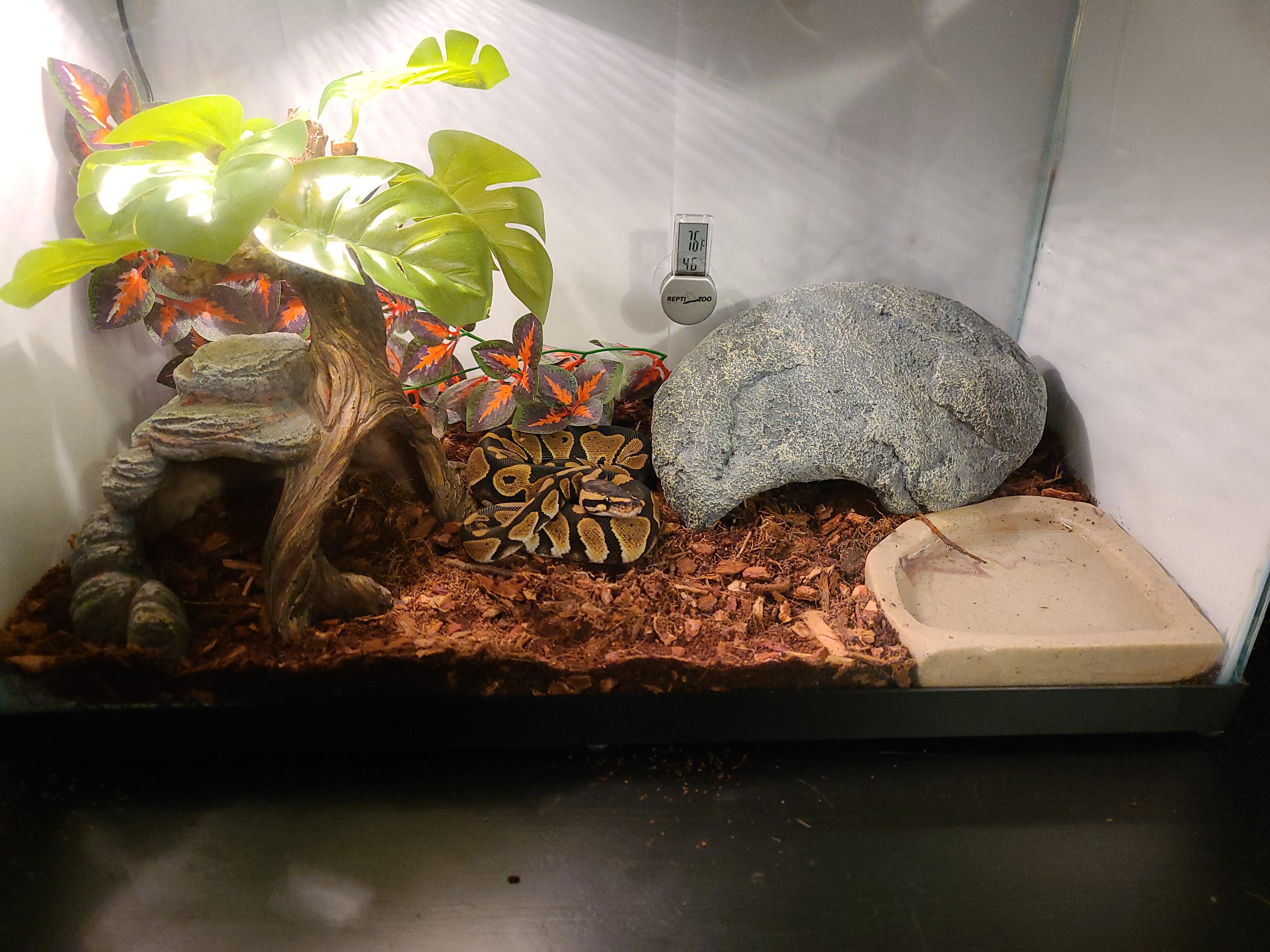 1767668744816_Size The Perfect Balance for Space Conscious Owners 83284839