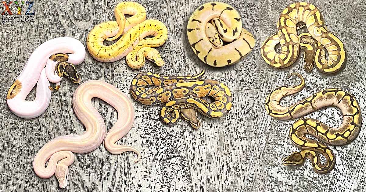 1767668745821_Exploring Varieties Ball Python Morphs 69894358