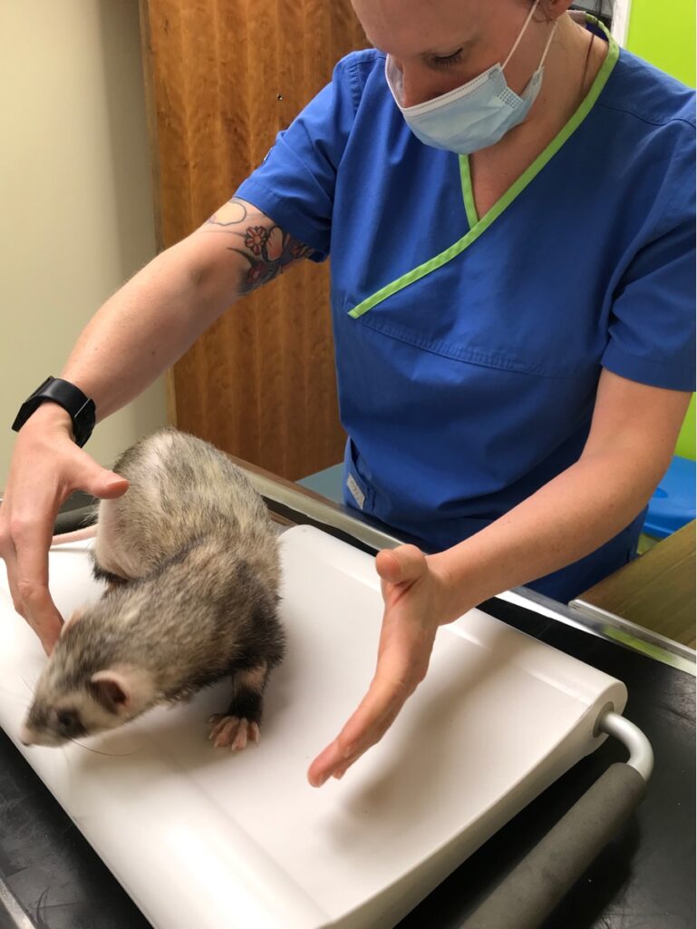 1767668750456_Health Care and Veterinary Needs 63193959