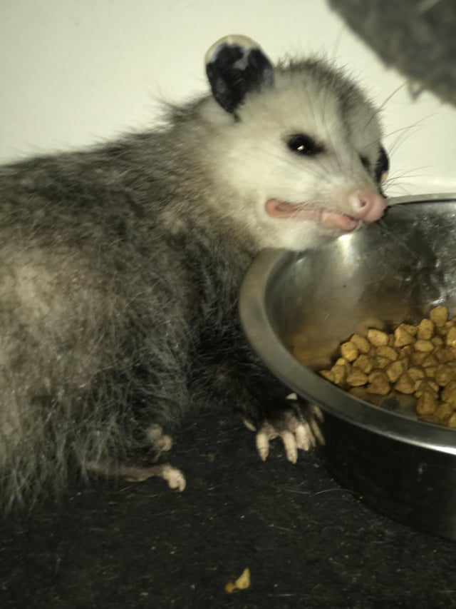 1767668750678_Socialization and Interaction with Humans 92770161