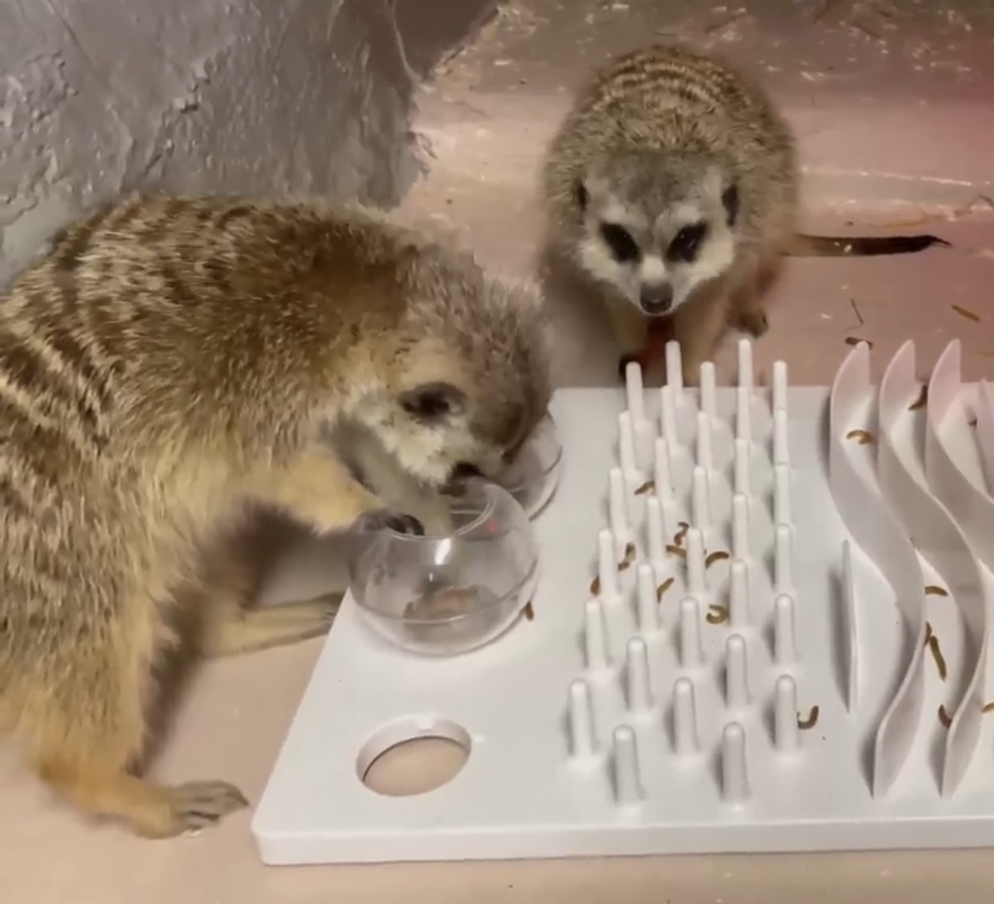 1767668751488_Enriching a Possum 27s Lifestyle 97204901