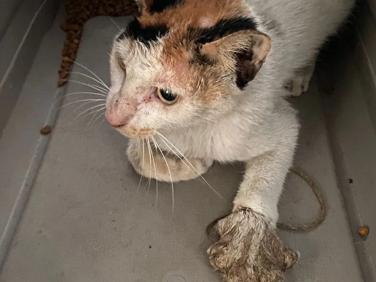 1767669066421_72614691_1682829338236729_r