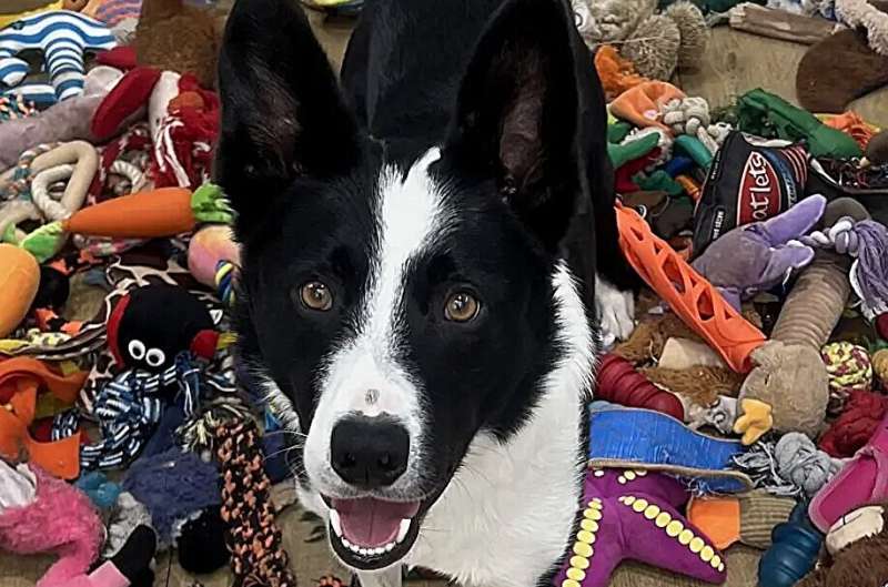 Genius Dogs: Study Reveals 3 Key Traits That Make Canines Extraordinary