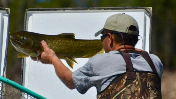 Idaho Fish and Game Hatchery Disaster: 1.2 Million Chinook Salmon Lost in Pump Failure