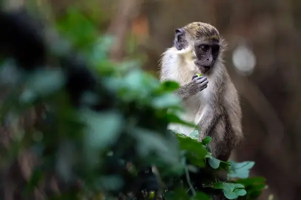 St. Louis Monkey Escape: Exotic Pet Dangers Revealed