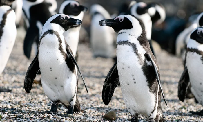 Saving African Penguins: Conservation Efforts Against Extinction