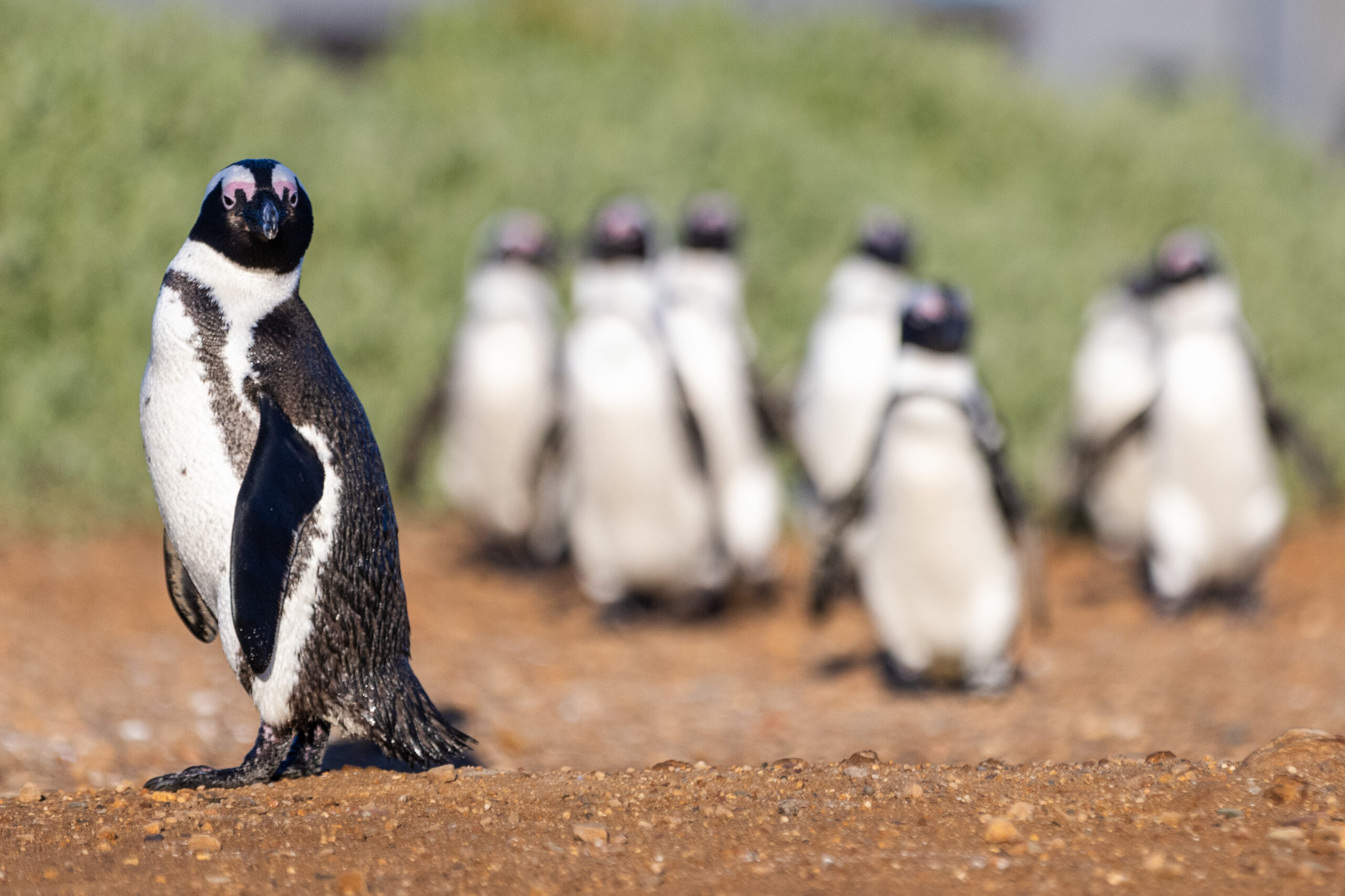 1769614369349_penguins 20250605 7914 scaled