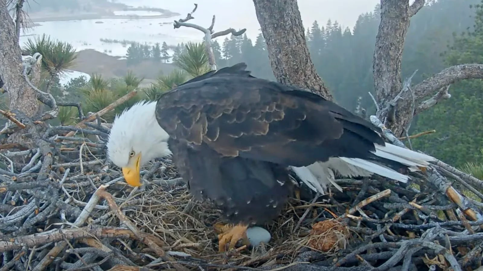 Big Bear Eagle Cam: Jackie and Shadow Welcome First Eggs of 2026