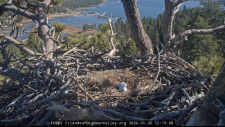 Big Bear Bald Eagles Jackie and Shadow Lose Eggs to Raven Attack: Full Story and Protection Tips