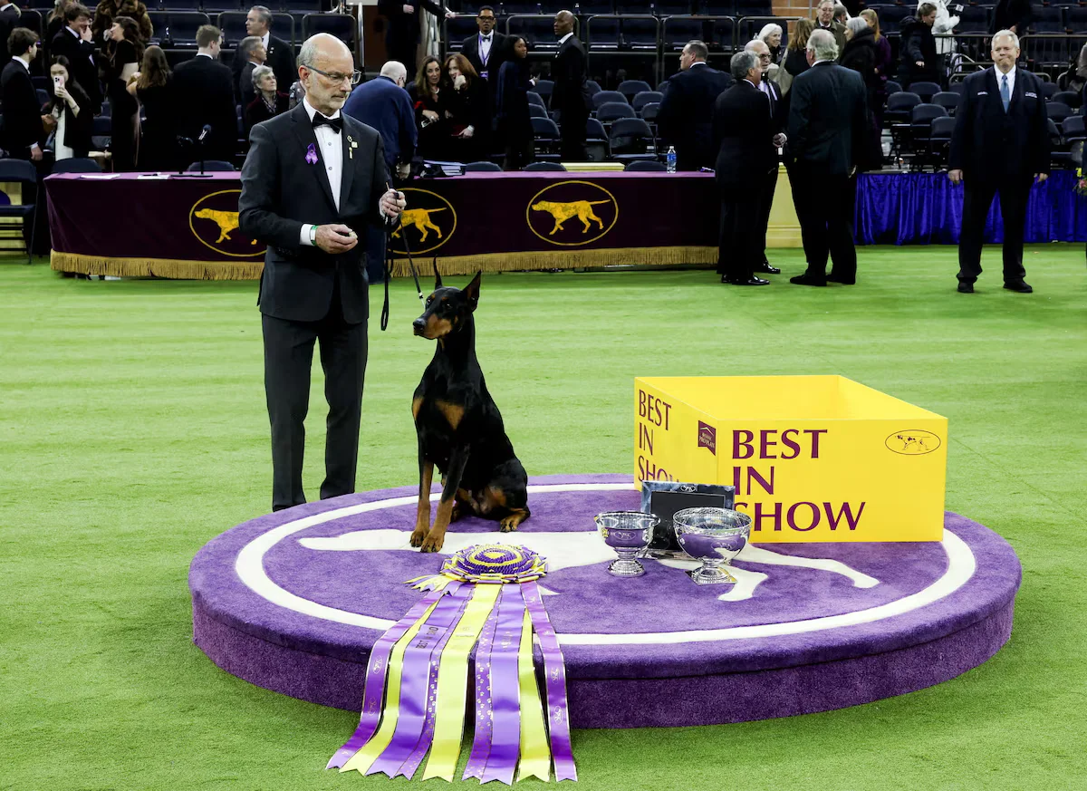 Penny the Doberman Wins Westminster Best in Show: Historic Victory for Handler Andy Linton