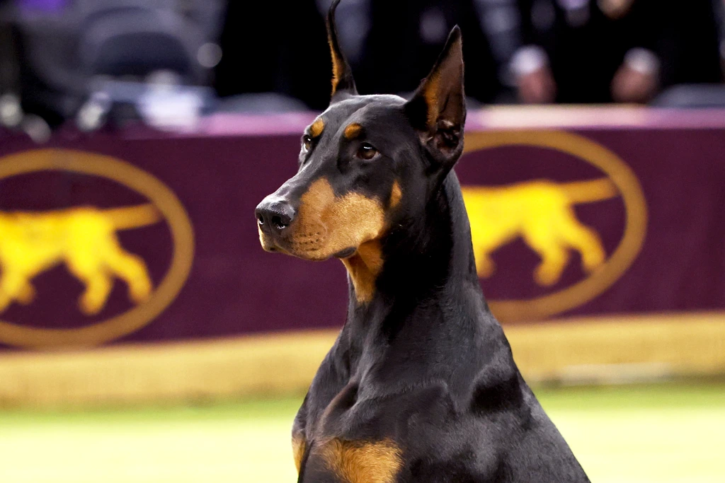 Penny the Doberman Wins Historic 150th Westminster Dog Show: Full Results and Highlights