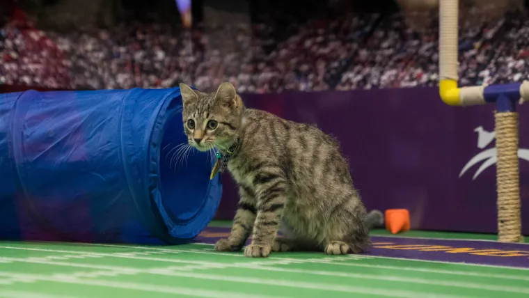Kitten Bowl 2026: Schedule, Channel, and Streaming Info