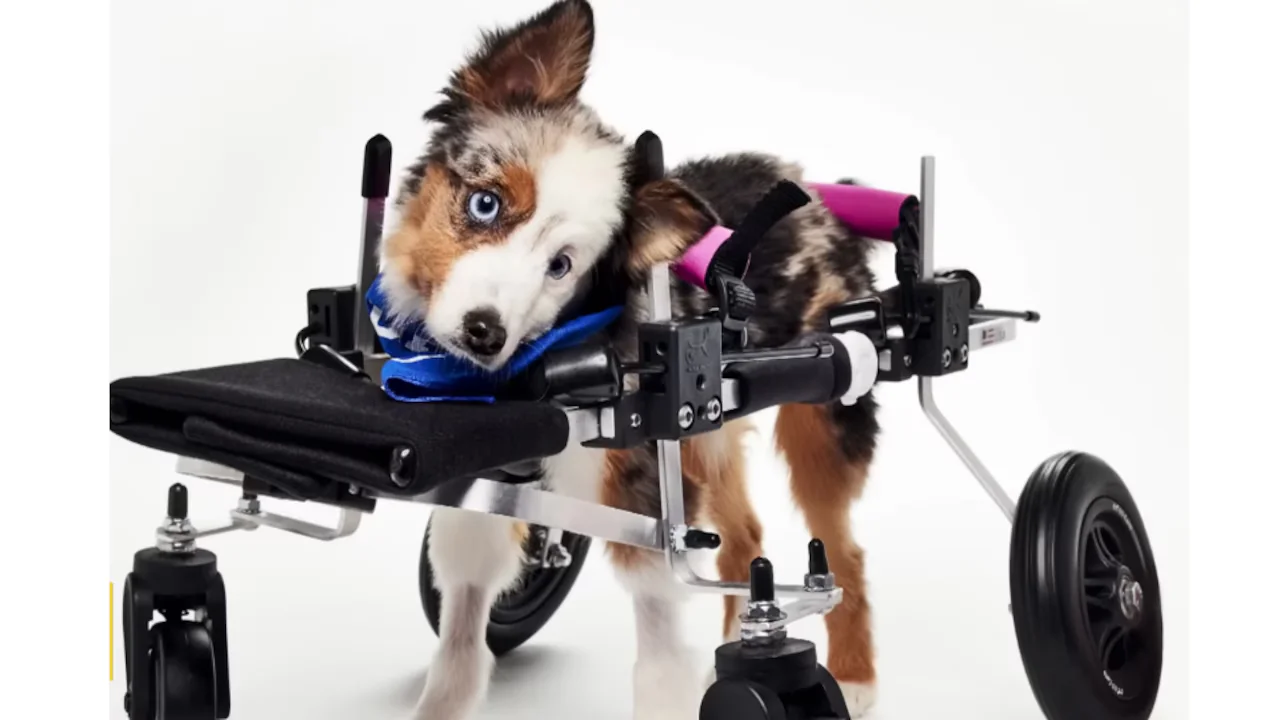 1770737172440_F7JUEFIQRZAMNLHL2VM6NXM7YI