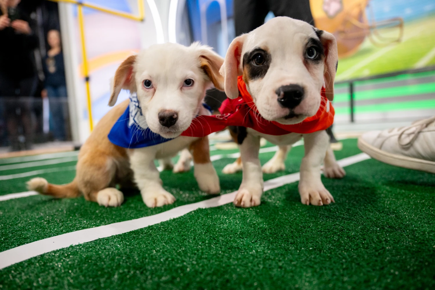 Puppy Bowl 2025: Time, Channel, Winner, and MVP Highlights