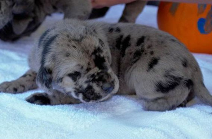 1771946653680_tallest smallest dogs baby reggie sleeping