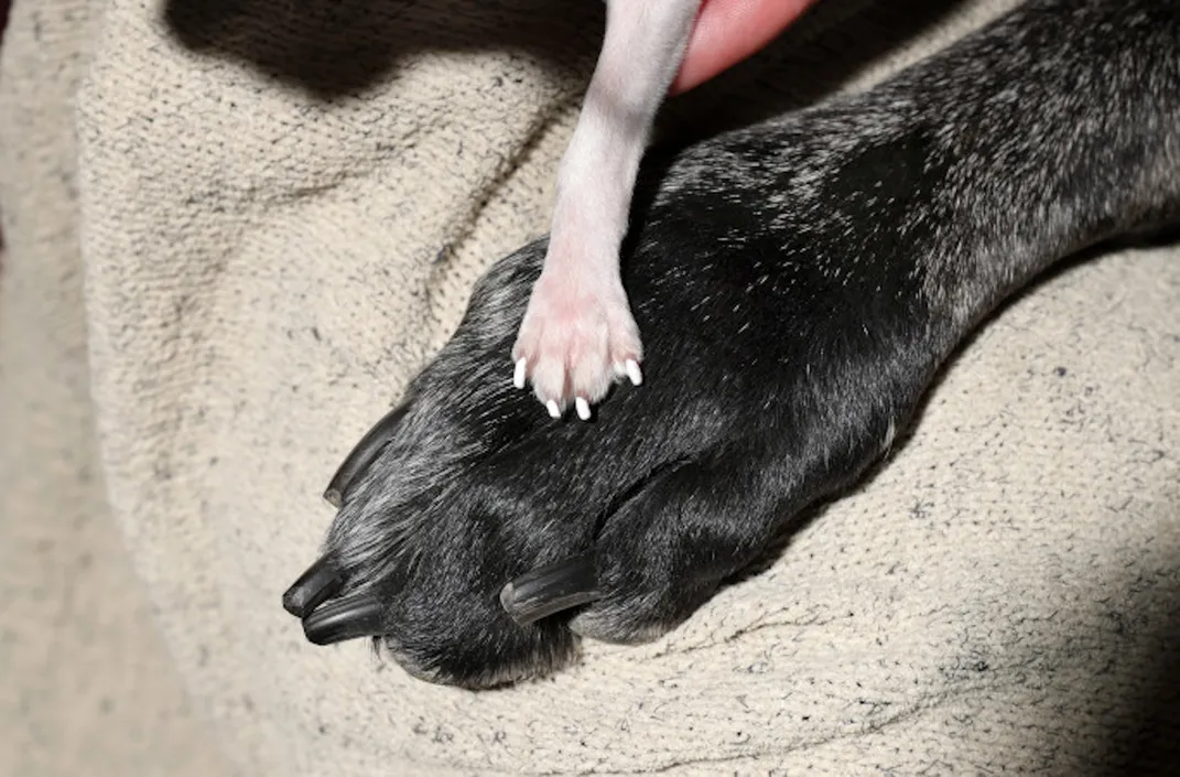 1771946653856_tallest smallest dogs pearl reggie paws closeup