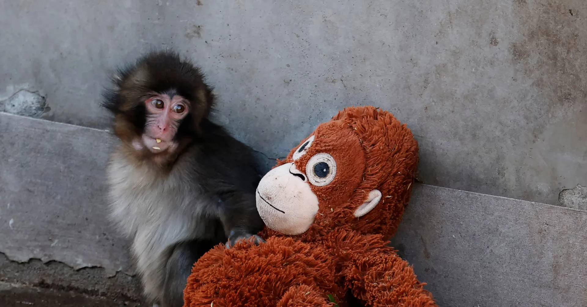 Punch the Monkey: Viral Baby Macaque's Story and What It Teaches About Pet Care