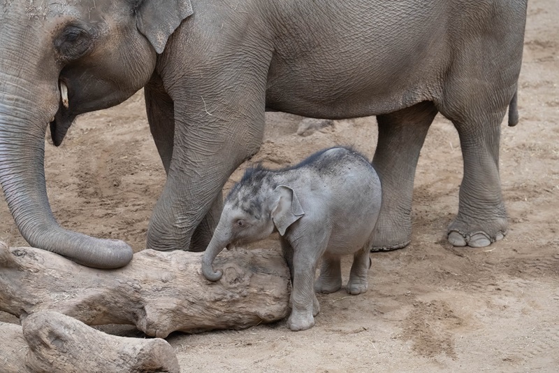 1772379469579_Zaiya 4 please credit Alison Allen