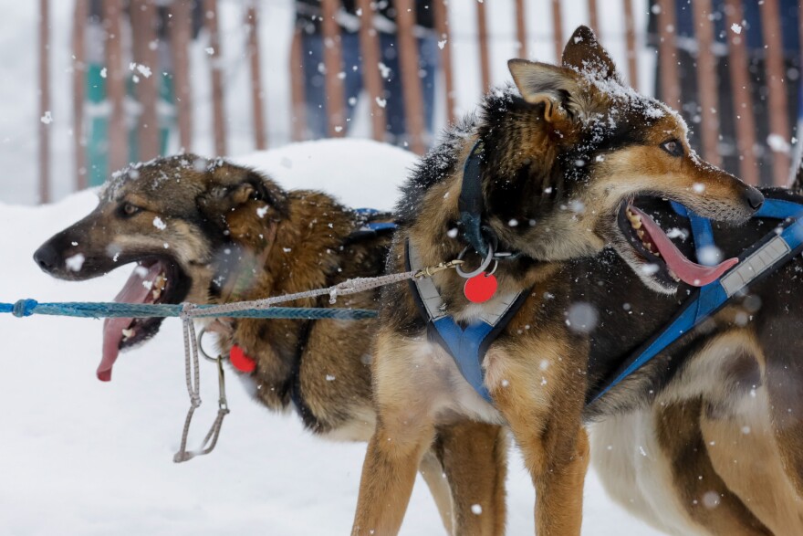 2026 Iditarod: Latest Race News, Standings, and Dog Welfare