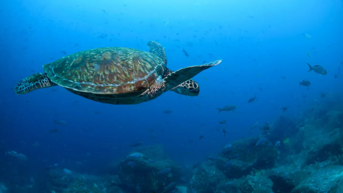 Sea Turtles: How Conservation Success Impacts Pet Turtle Owners