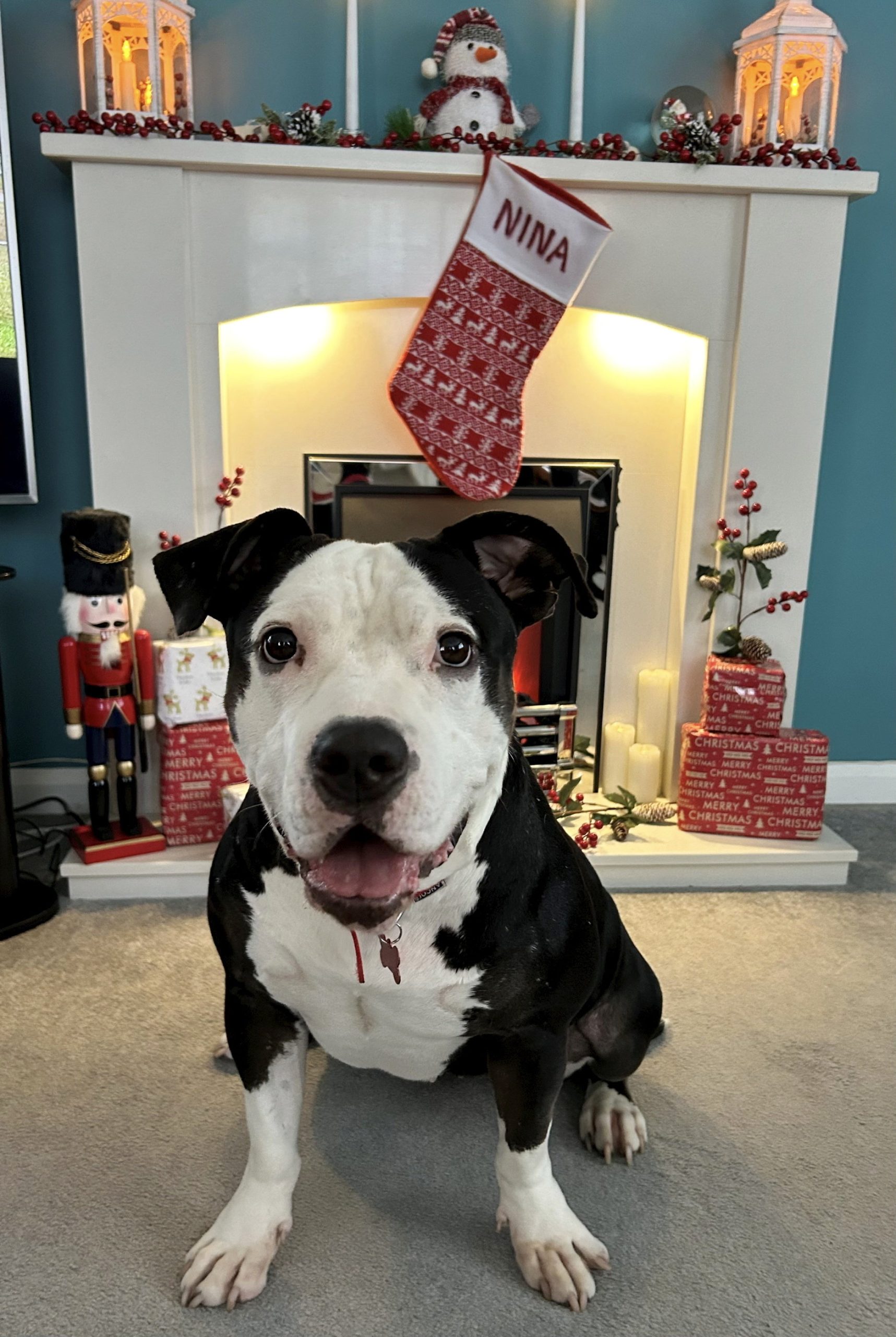 1773499001250_dog cruelly aba 1292587 scaled