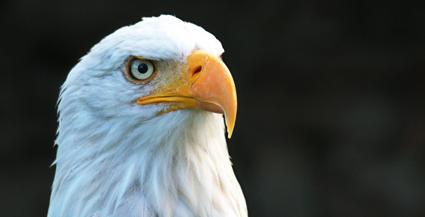 1773673299060_pexels andreas barth 89047 1131774