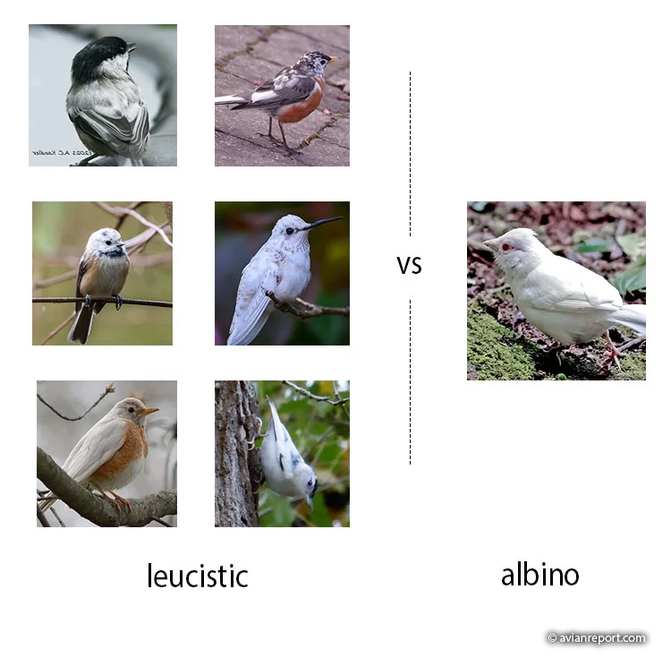 1773673299602_leucistic vs albino birds