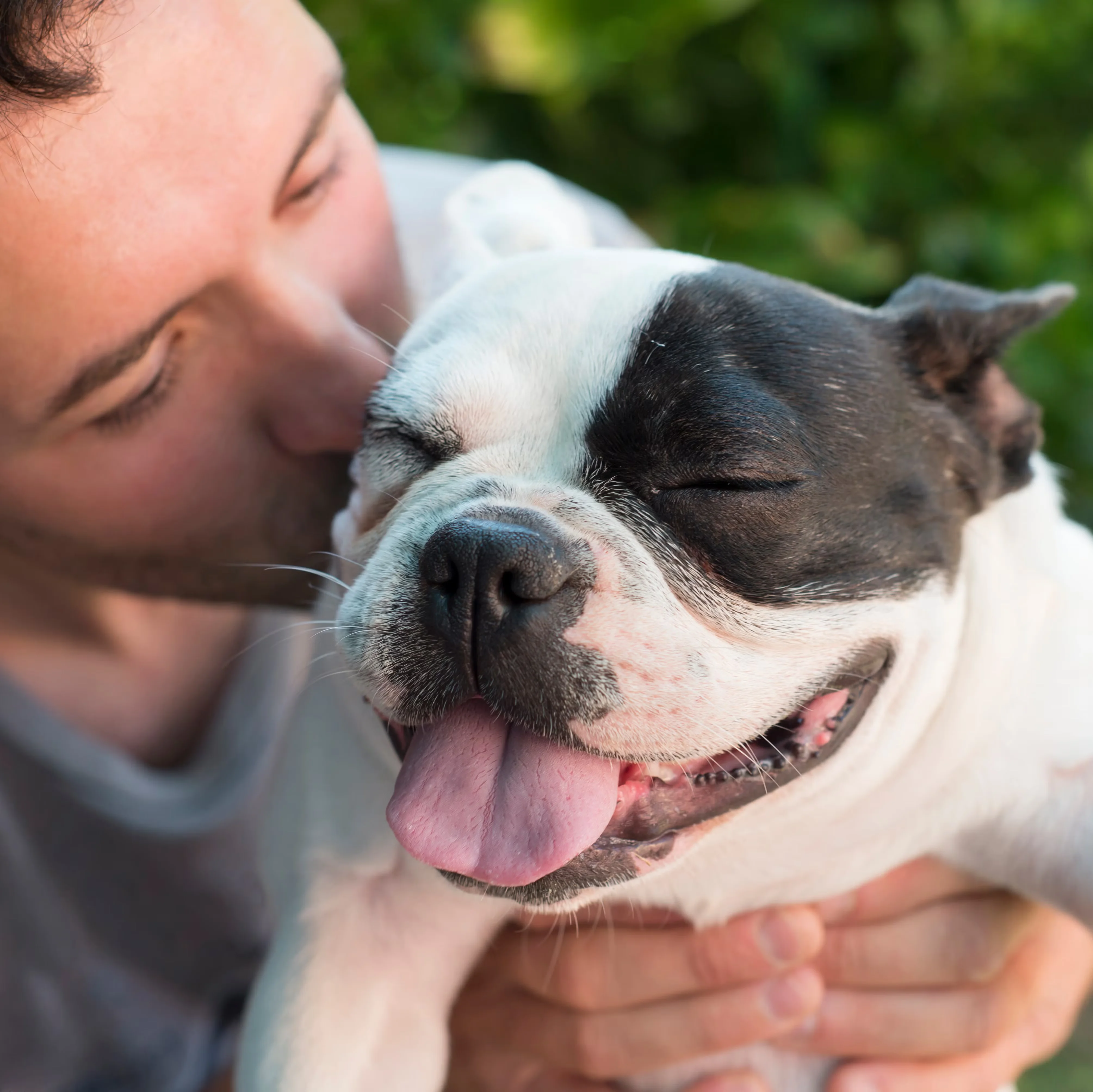 1774016779293_man kissing his french bulldog royalty free image 1742404931