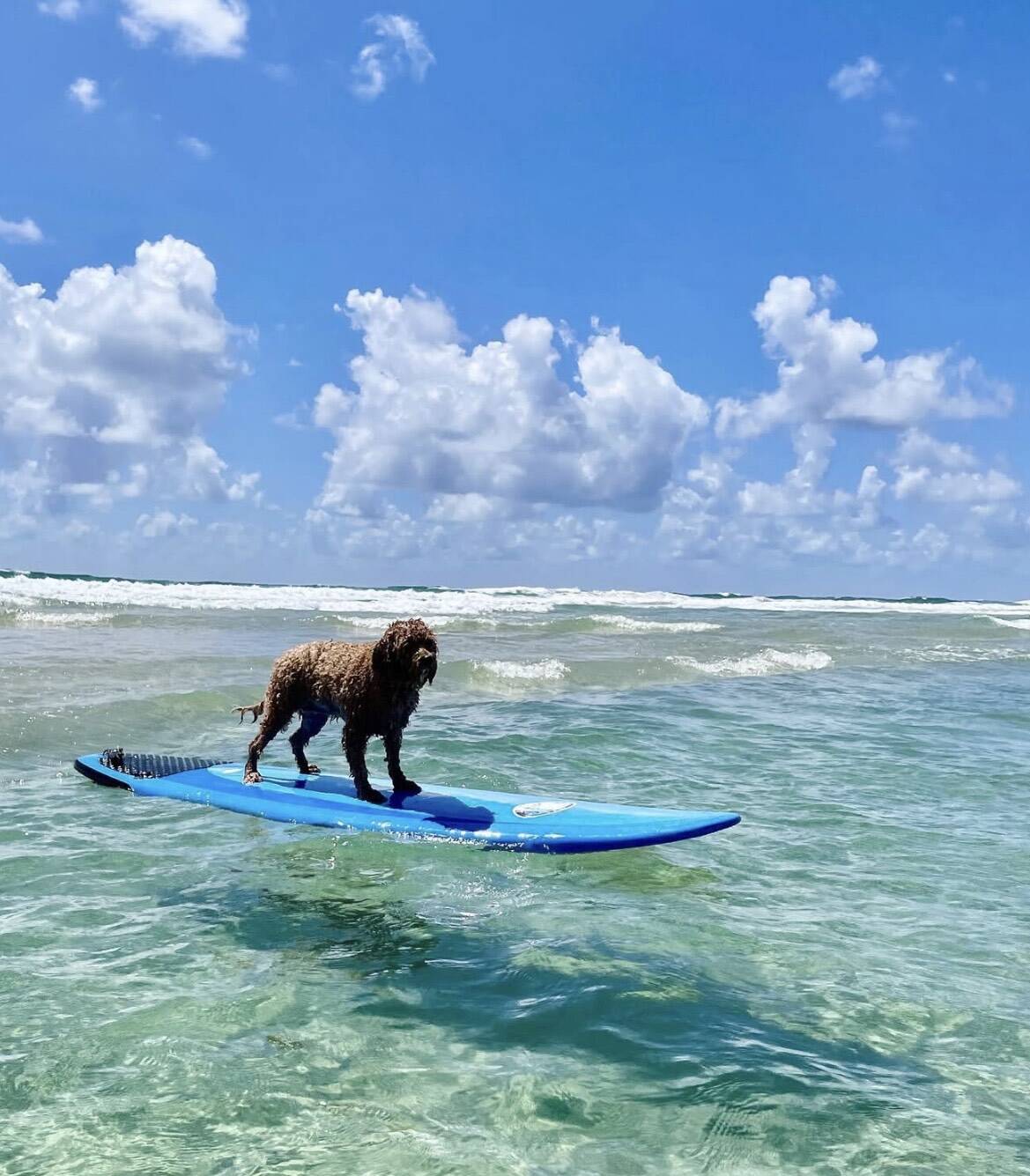 Cavoodle: Australia's Top Dog Faces Behavior Study Concerns
