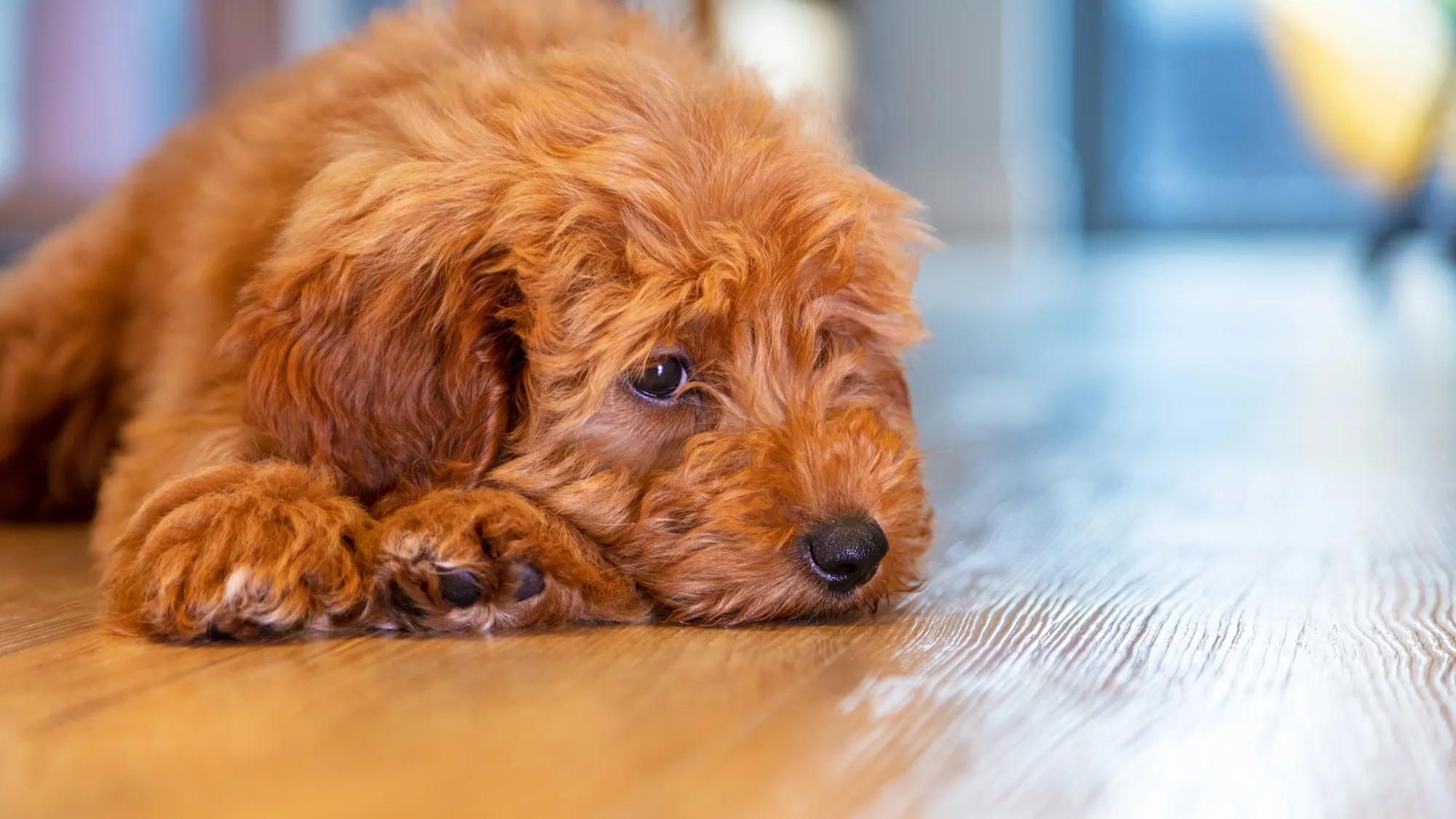 1774103604651_Labradoodle Puppy
