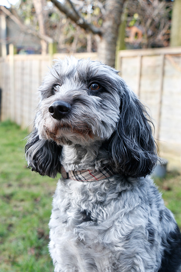 1774103604982_Cockapoo web