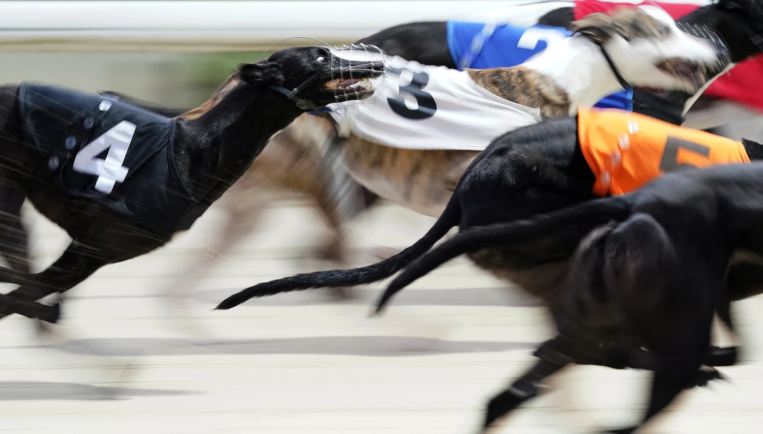 New Zealand Bans Greyhound Racing: What It Means for the Breed and Pet Owners