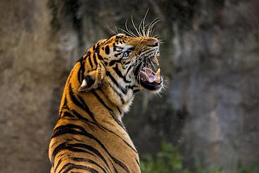 1774708166409_tiger 3264048_felix pixabay