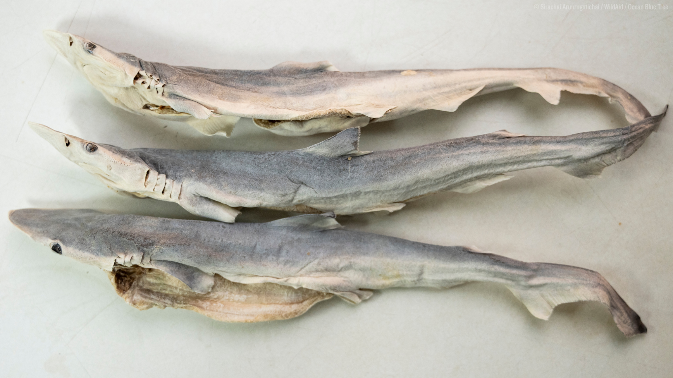 Study Reveals Unsafe Arsenic Levels in Shark-Based Pet Treats