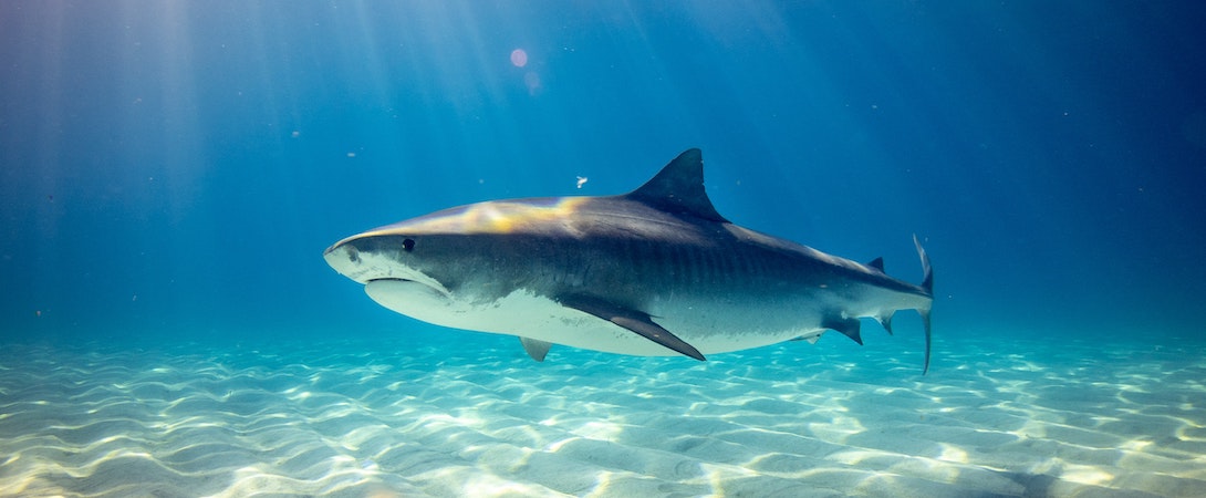 1775485658398_shark swimming