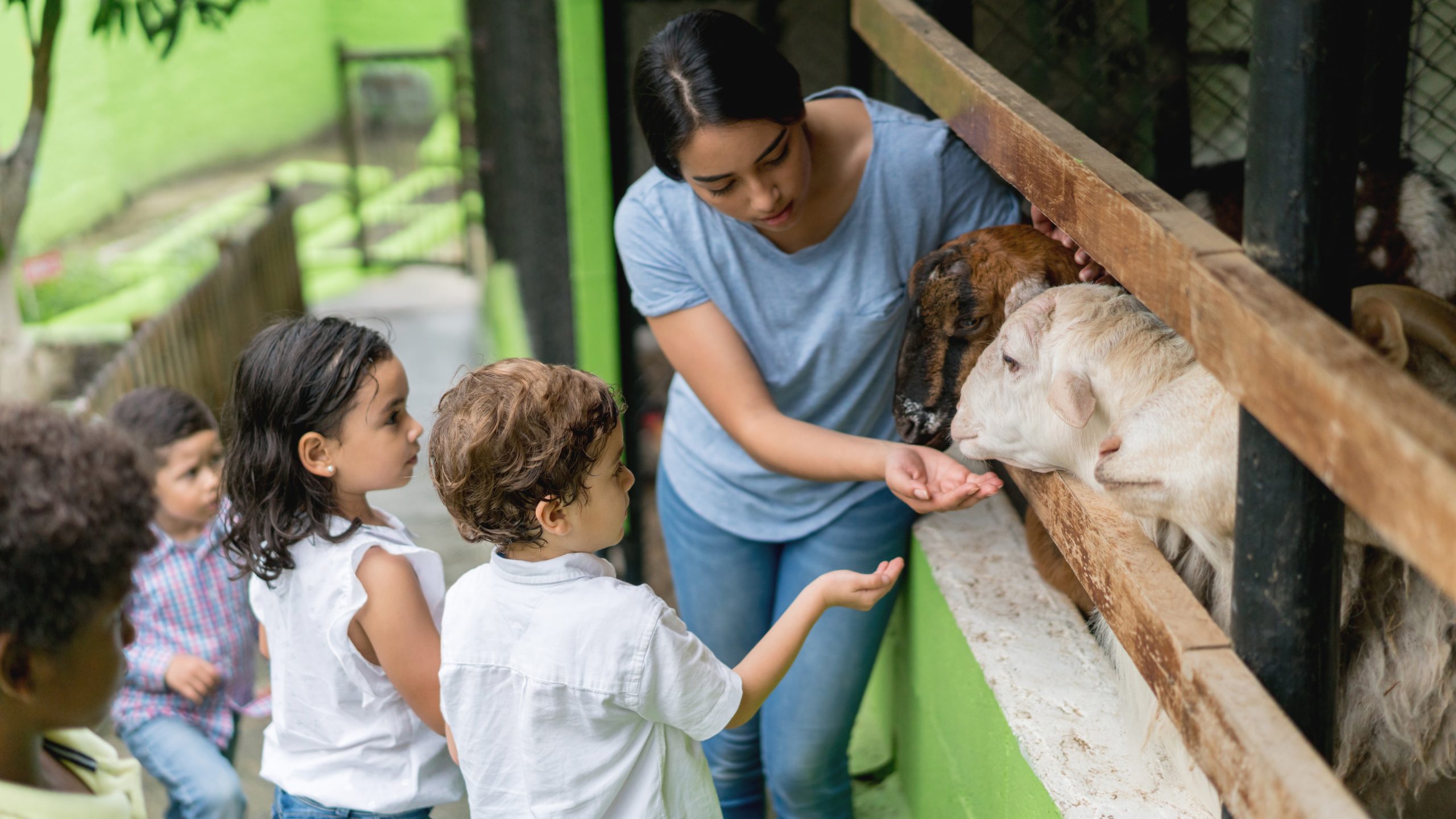1775831152258_Showing kids goat