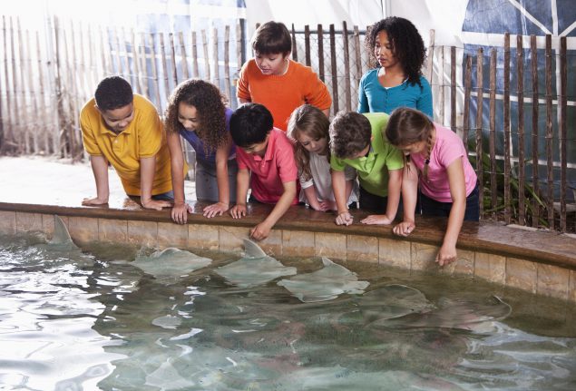 1775831152906_stingrayexhibitmedium1