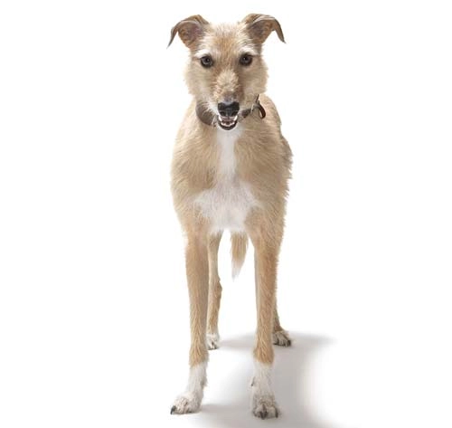 1776263545498_Lurcher 20Hero_0
