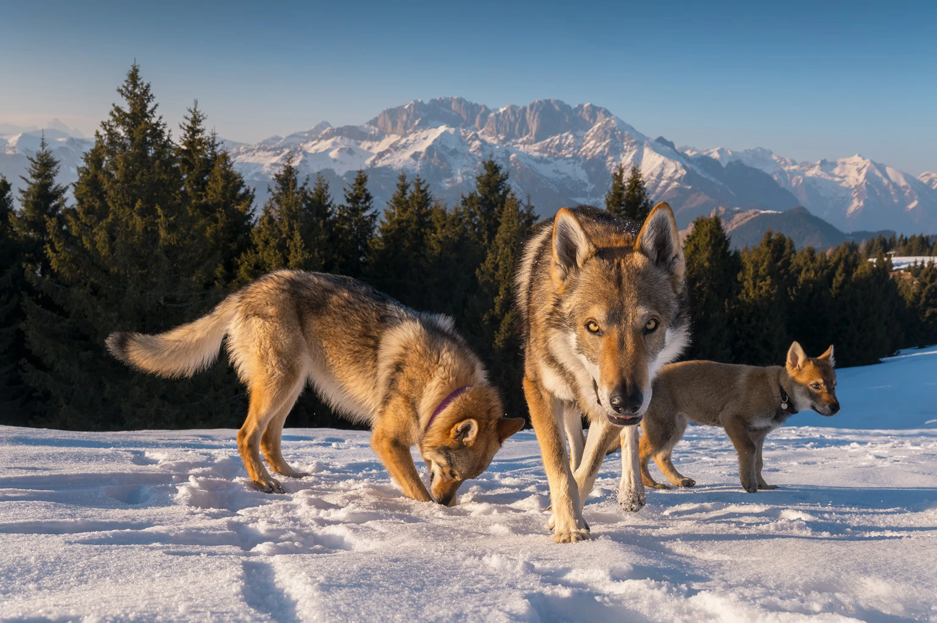 Wolf Populations Surge as Demand for Wolf-Dog Hybrid Pets Reaches New Highs