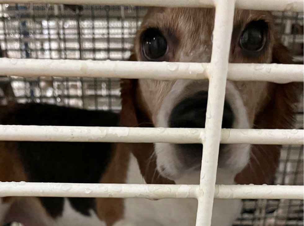 1776608955037_Ridglan Beagles_Client Page
