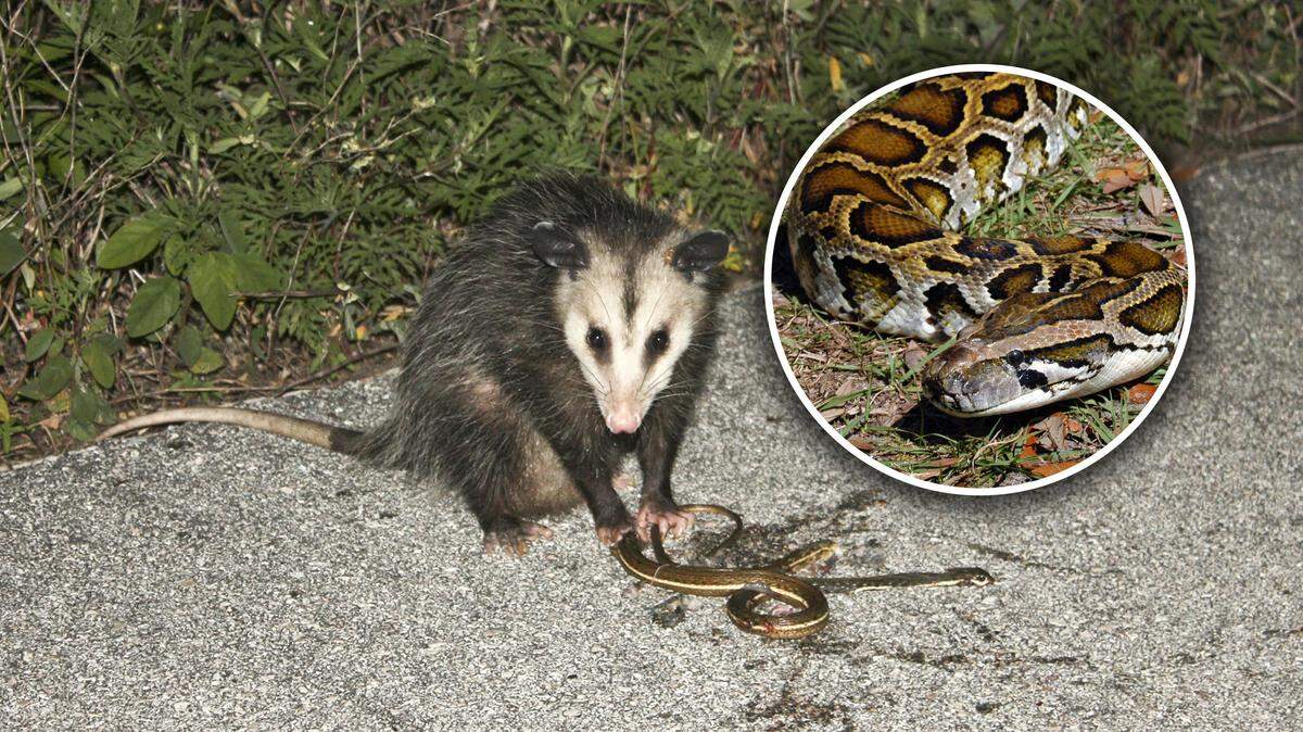 1777471935141_florida 20invasive 20species 20python