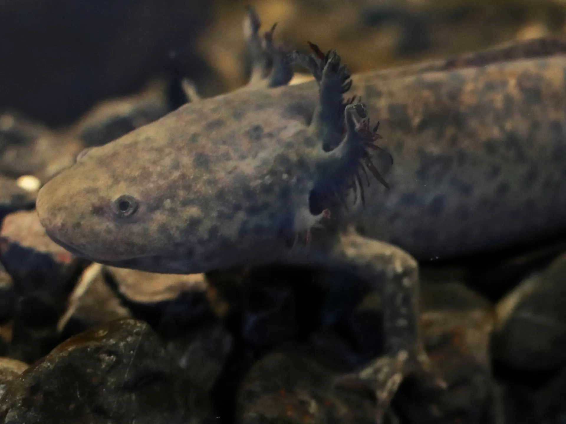 1777817553736_2023 01 26T160127Z_145070581_RC2SXY9KSEXN_RTRMADP_3_MEXICO AXOLOTL 1746093221