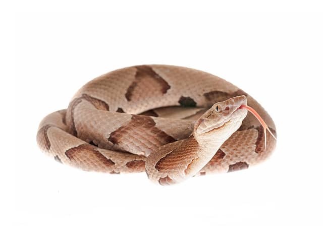 1778076818688_Southern Copperhead