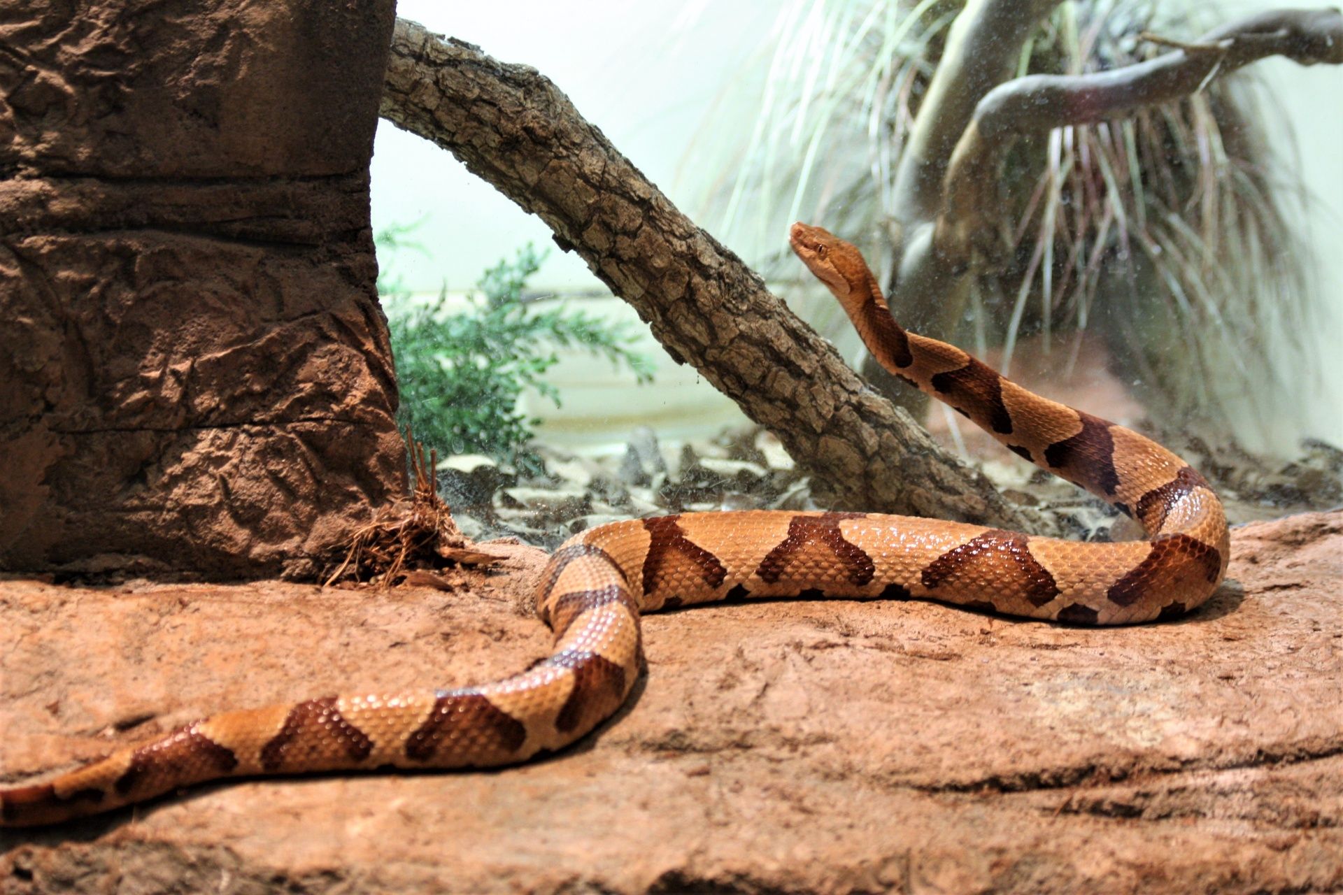 1778076818944_Fit_Bark_copperhead_snake_adcc4bceb2