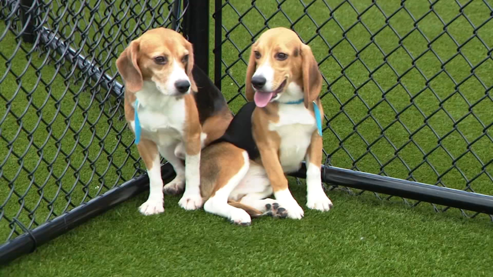 1778595136012_19065332_050826 kgo beagles rescued img