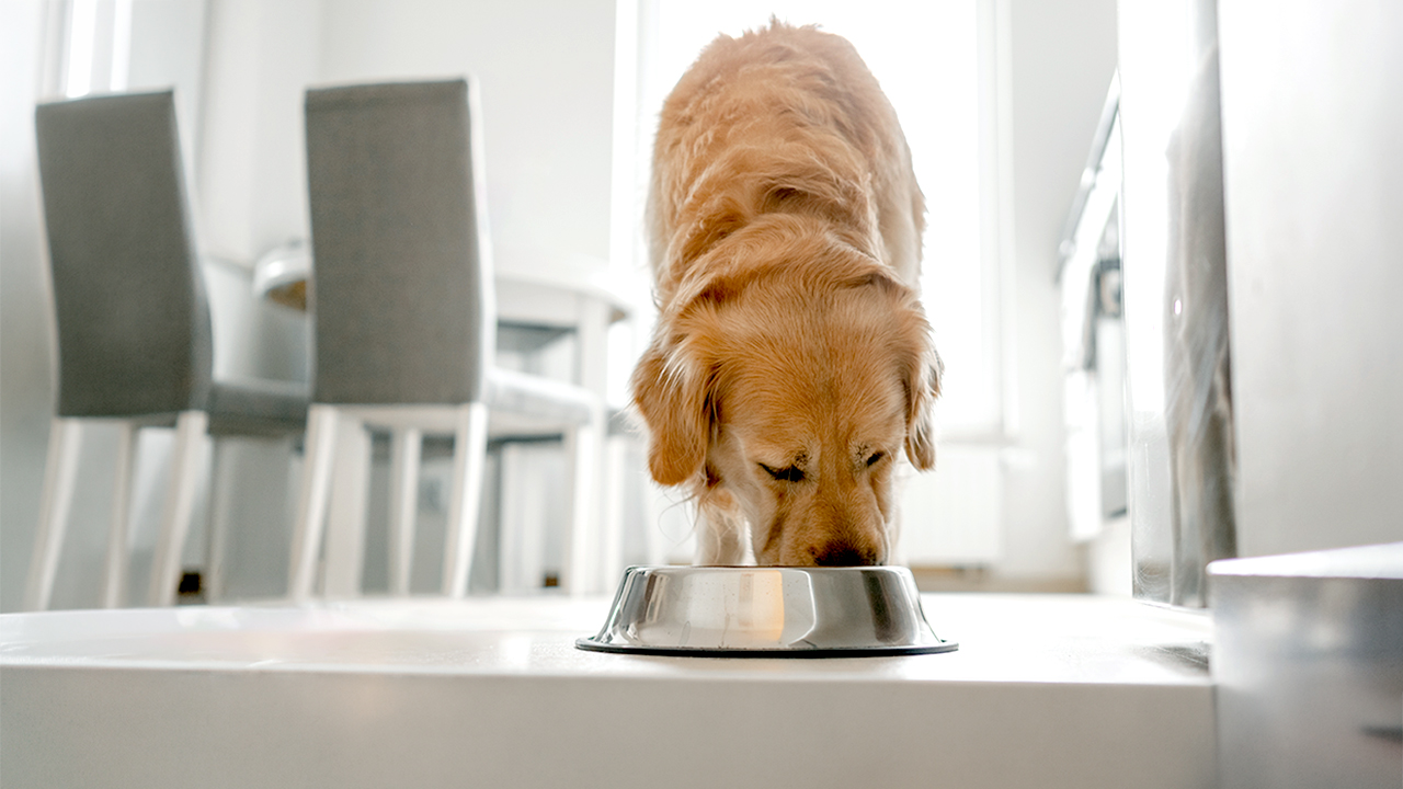 Albright's Raw Pet Food Recall: Salmonella Concerns Trigger Nationwide Dog Food Recall